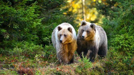 Hotel Au Lit Des Ours アン・シュール・レッス エクステリア 写真